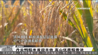 溜溜福州：丹云鸭稻米首迎丰收 高山优质稻香浓