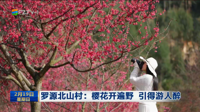 罗源北山村：樱花开遍野 引得游人醉