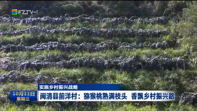 实施乡村振兴战略  闽清县前洋村：猕猴桃熟满枝头 香飘乡村振兴路