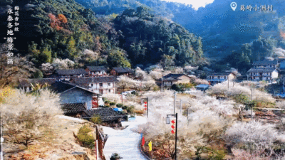 福州永泰：梅香如故 绘就一幅冬日“梅”景
