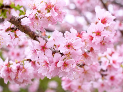 粉了粉了！福州3000余株樱花盛放！