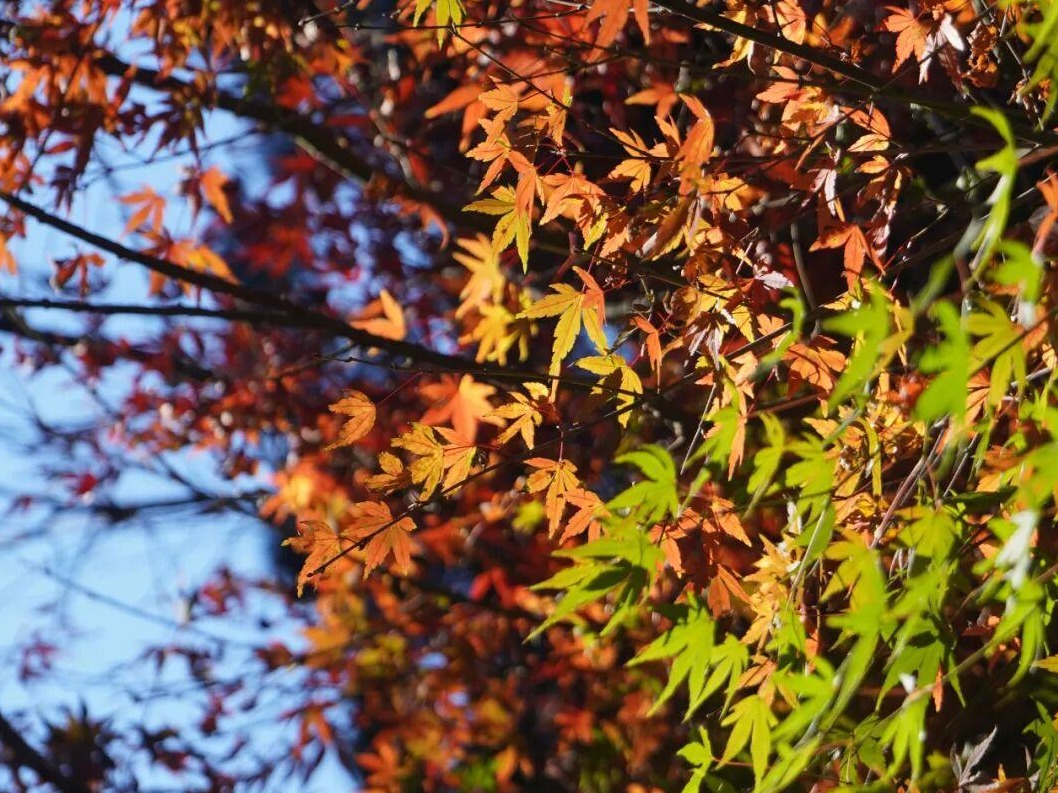 图片加载失败……