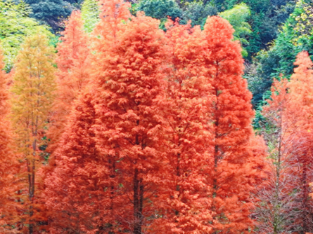 图片加载失败……