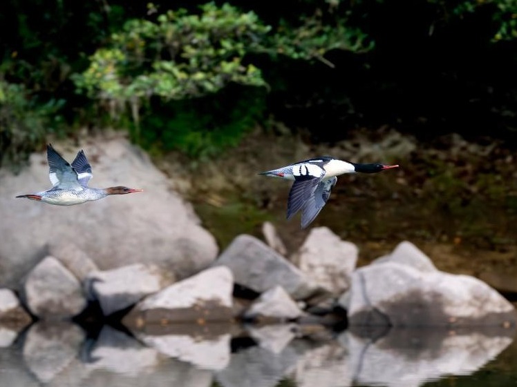 图片加载失败……