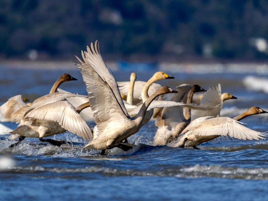 图片加载失败……