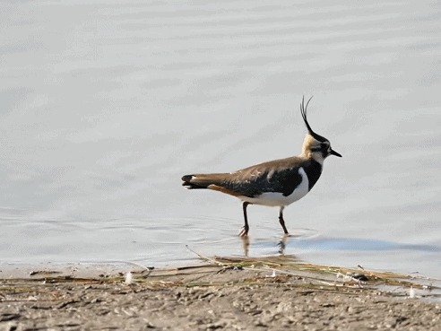 图片加载失败……