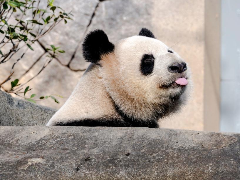 图片加载失败……