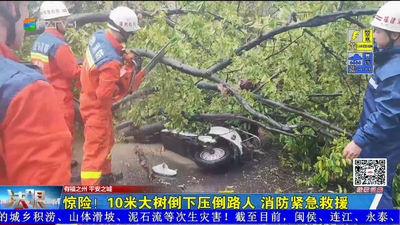 惊险！10米大树倒下压倒路人 消防紧急救援