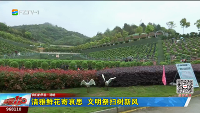 我们的节日·清明 清雅鲜花寄哀思 文明祭扫树新风