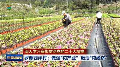 深入学习宣传贯彻党的二十大精神 罗源西洋村：做强“花产业”  激活“花经济”