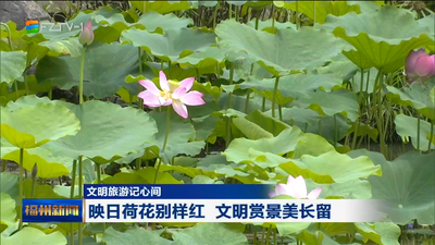 文明旅游记心间 映日荷花别样红 文明赏景美长留