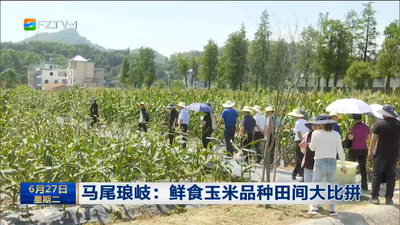 马尾琅岐：鲜食玉米品种田间大比拼