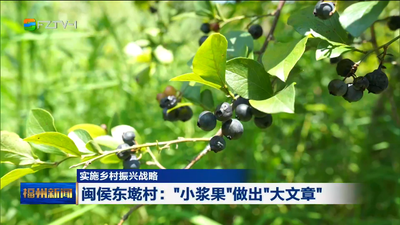实施乡村振兴战略 闽侯东墘村：“小浆果”做出“大文章” 