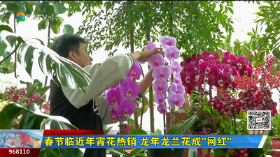 春节临近年宵花热销 龙年龙兰花成“网红”