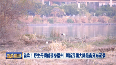 首次！野生丹顶鹤现身福州 刷新我国大陆最南分布记录