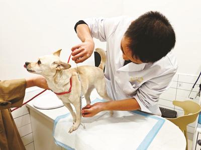 福州养犬新规施行 登记申报超1500单