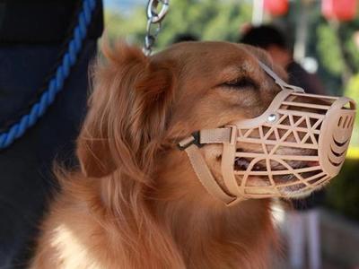 福州对违法养犬行为如何处罚？处罚裁量标准公布！