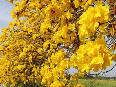 这里的小黄花，“金”艳了长乐的春天！