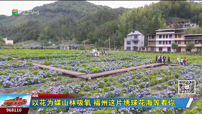 以花为媒山林吸氧 福州这片绣球花海等着你