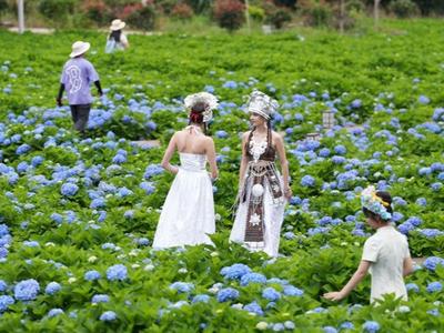 闽侯廷坪乡探索延长鲜花产业链：绣球花开 良地生金