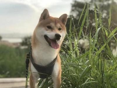 福州推行养犬登记“秒报秒批”