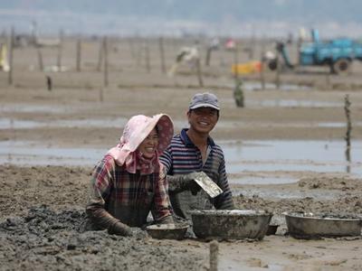 琅岐蛏抢“鲜”上市 以个头不大、口感细嫩著称