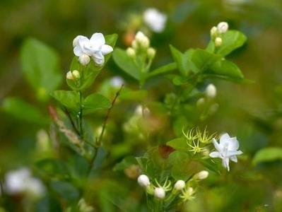 “福州茉莉花茶”入选全国名特优新农产品名录