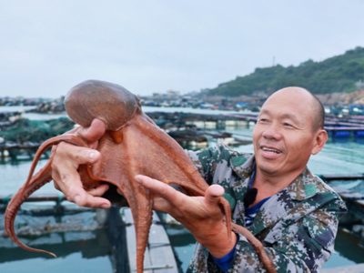 连江“海洋牧场”奏响丰收乐章