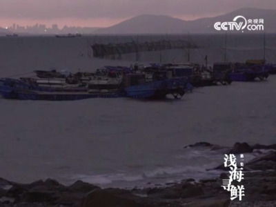 央视关注！福清花蛤：餐桌上必不可少的口福之选