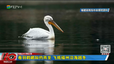 卷羽鹈鹕如约而至 飞抵福州沿海越冬