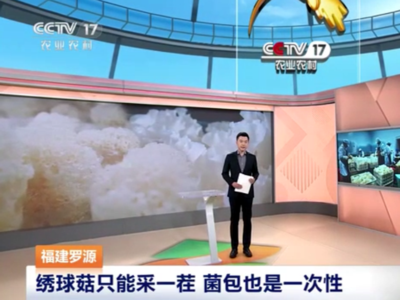 央视关注罗源：绣球菇只能采一茬 菌包也是一次性