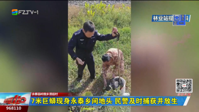 7米巨蟒現(xiàn)身永泰鄉(xiāng)間地頭 民警及時捕獲并放生