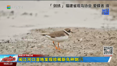 闽江河口湿地发现珍稀新鸟种剑鸻