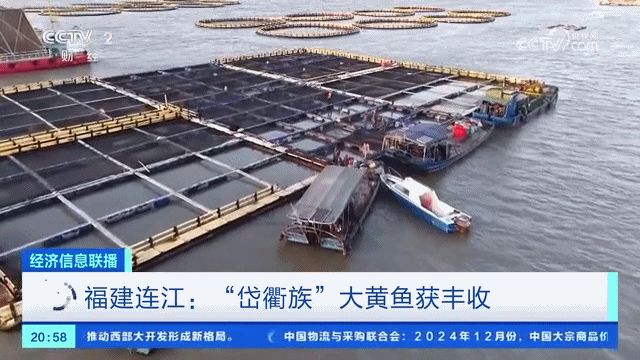 央视关注连江：“岱衢族”大黄鱼获丰收