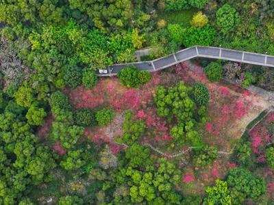 走进金鸡山公园，走进花开成海的春天