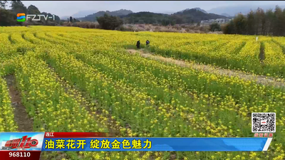 连江：油菜花开 绽放金色魅力