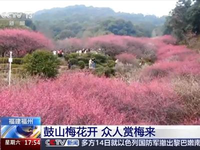 央视关注福州：鼓山梅花开 众人赏梅来