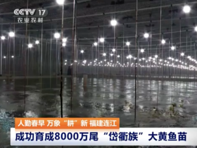 央视关注连江：成功育成8000万尾“岱衢族”大黄鱼苗