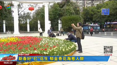 新春好“巳”花生 郁金香花海惹人醉