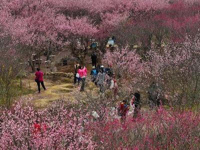 闽侯：“梅”丽荆溪 花开“十城”