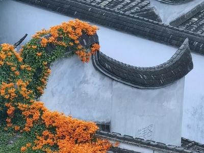 福州：簪上炮仗花 坊巷春入画