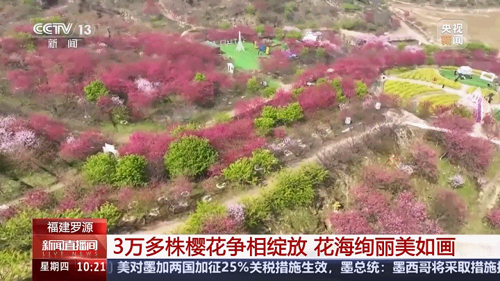 央视关注罗源：3万多株樱花争相绽放 花海绚丽美如画