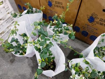 突然火了，一天八万单！福州人疯狂种草！