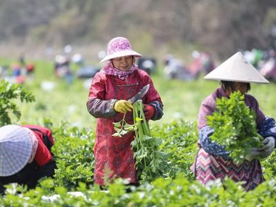 新华社关注：福清西芹采收忙