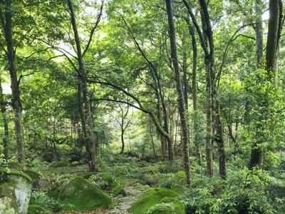 福州古树名木也有高科技“体检套餐”