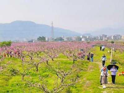 连江“桃花源”迎来观赏期