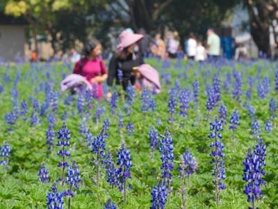 花海公园4000平方米鲁冰花盛放