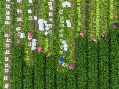 央视聚焦福州春耕：农民掌上育苗 企业化粪为肥