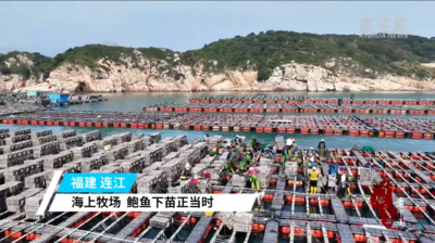 新华网关注：海上牧场 鲍鱼下苗正当时