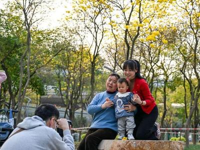 打卡速来！黄花风铃木公园重新开放 变身“金色童话”
